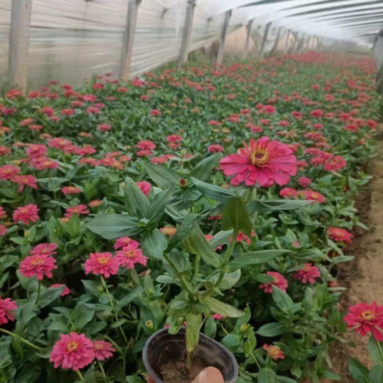 百日草容器苗 來自綠寶園林