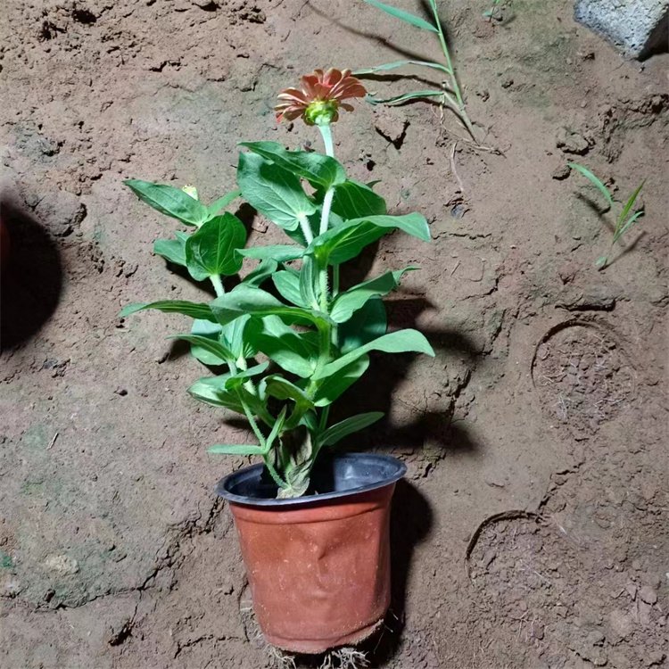 百日草容器苗 來自綠寶園林