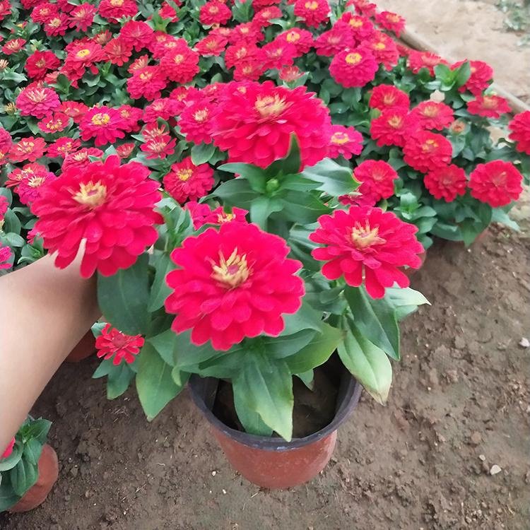 百日草容器苗 來自綠寶園林