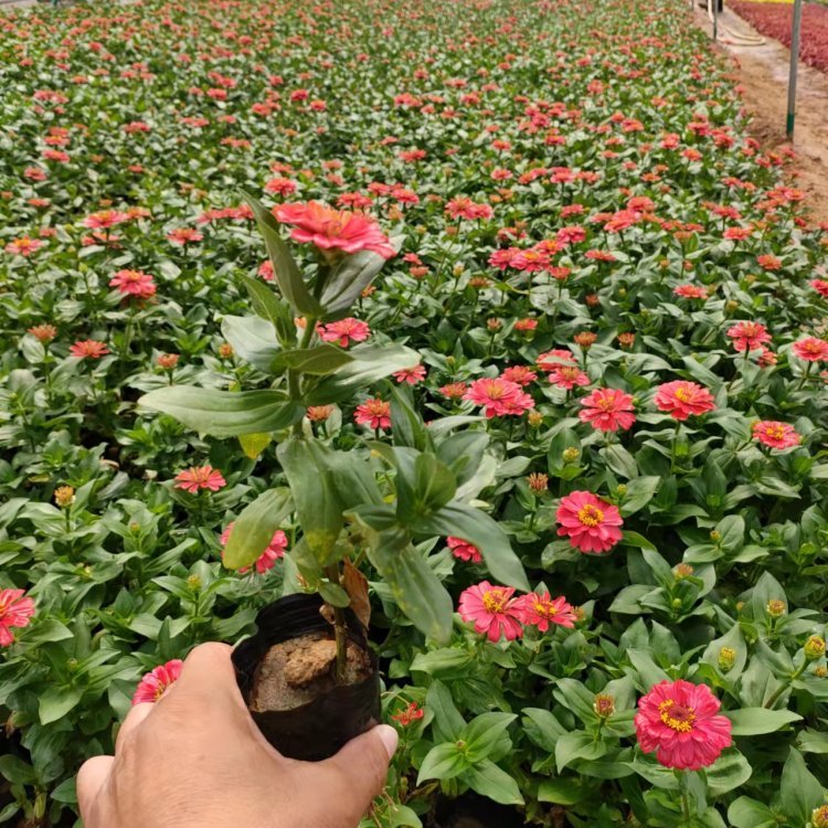 百日草容器苗 來自綠寶園林