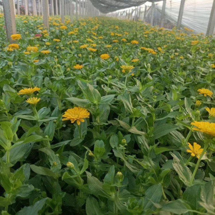 百日草容器苗 來自綠寶園林