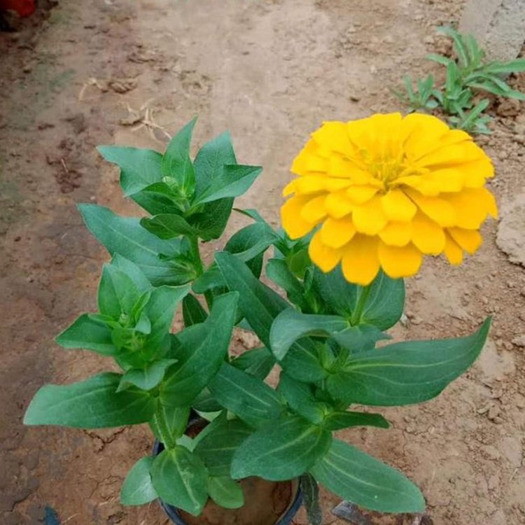 百日草容器苗 來自綠寶園林