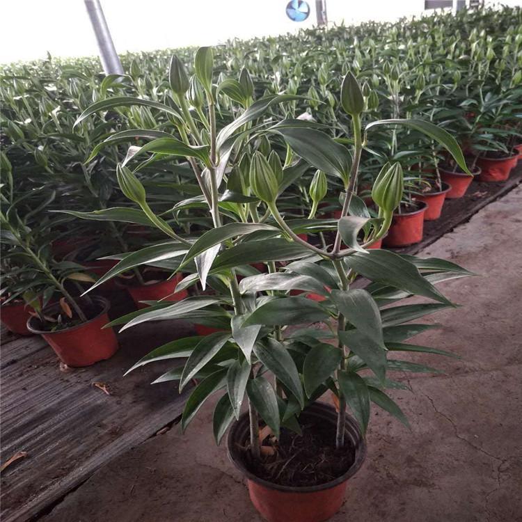 百合容器苗盆栽 來(lái)自綠寶園林