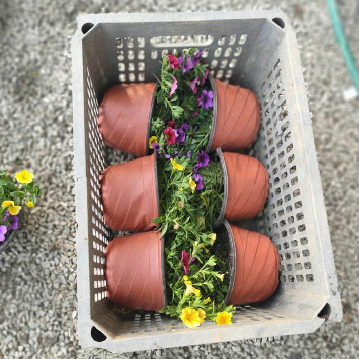 百萬小鈴容器苗 來自綠寶園林
