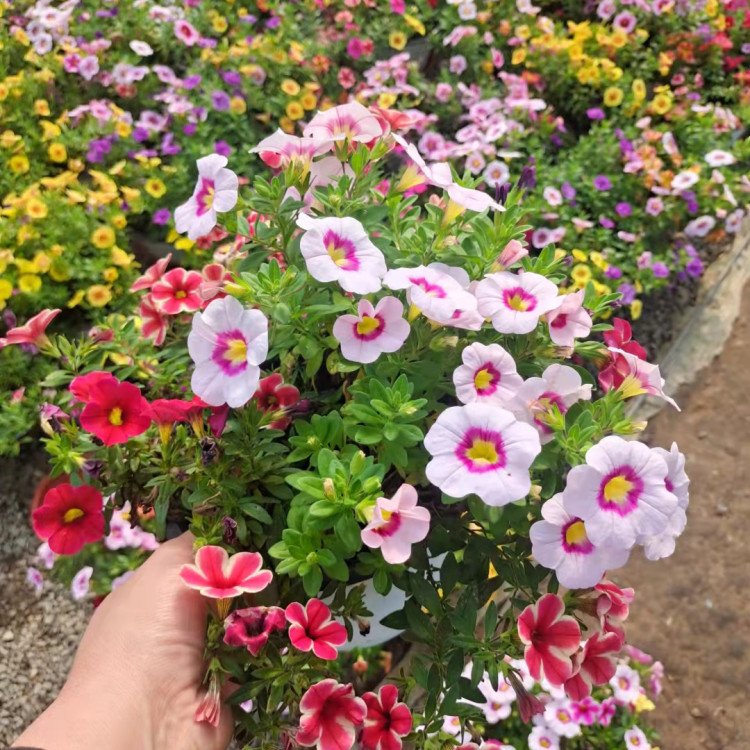 百萬小鈴容器苗 來自綠寶園林