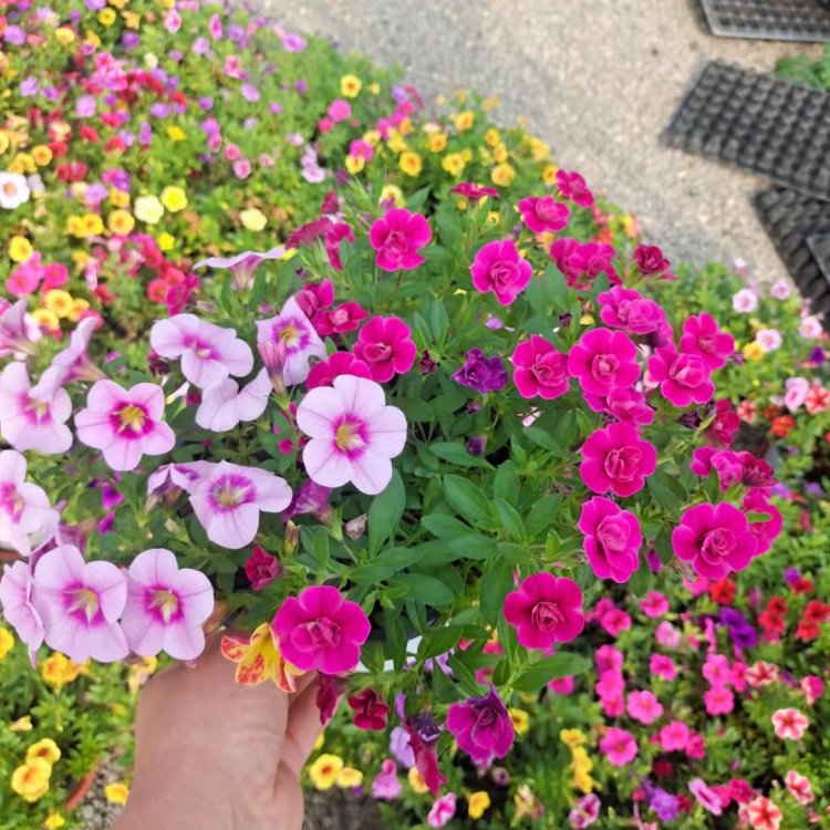 百萬小鈴容器苗 來自綠寶園林
