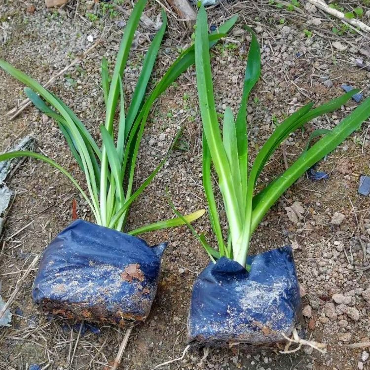 百子蓮容器苗 來(lái)自綠寶園林