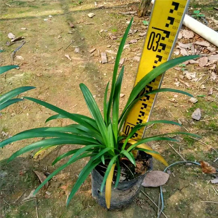 百子蓮容器苗 來(lái)自綠寶園林