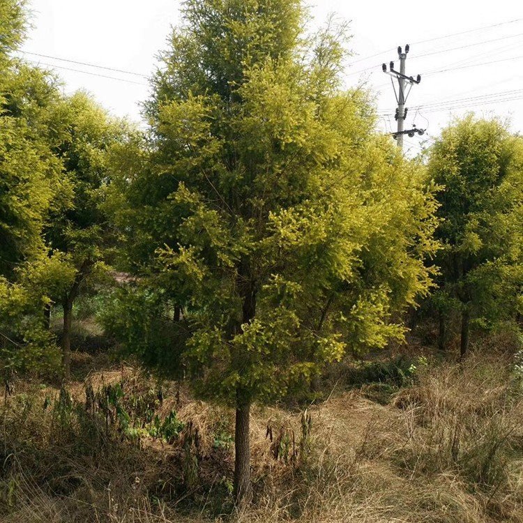 黃金香柳 來自綠寶園林