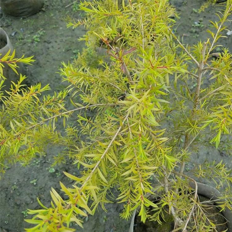 黃金香柳 來自綠寶園林