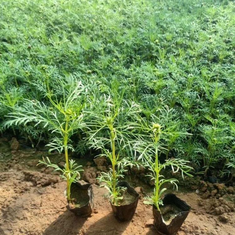 <a href='http://www.wuzhouwash.com/caohuazhongzi/12.html' target='_blank'>波斯菊</a>容器苗波斯菊盆栽苗