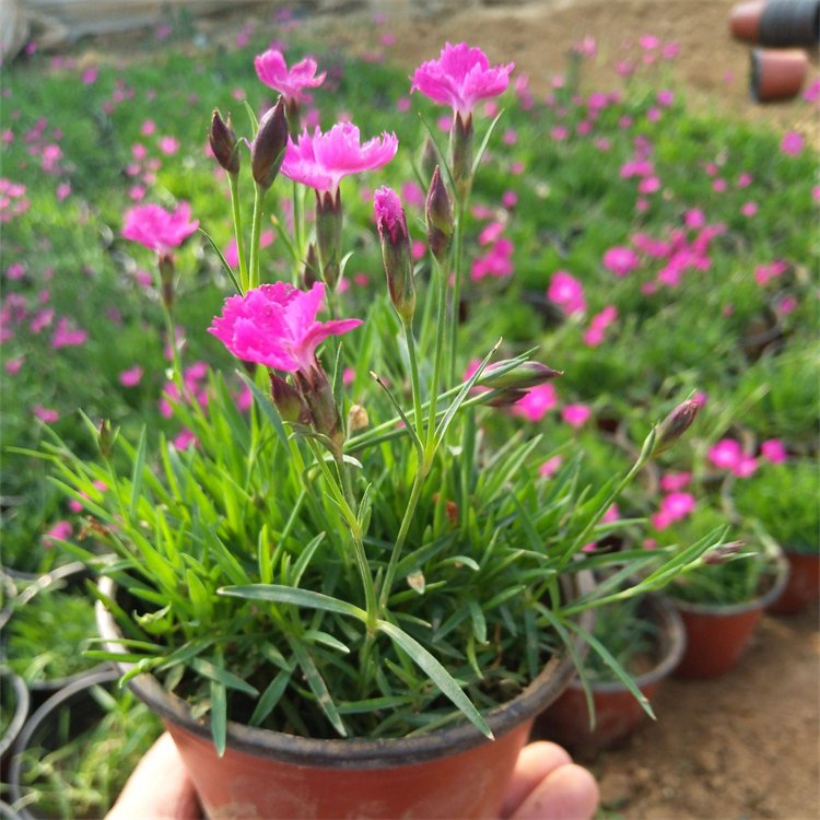 五彩<a href='http://www.wuzhouwash.com/caohuazhongzi/97045.html' target='_blank'>石竹</a>容器苗小苗盆栽苗