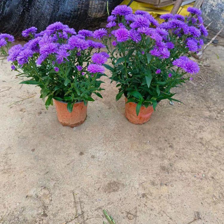 <a href='http://www.wuzhouwash.com/caohuazhongzi/1033.html' target='_blank'>翠菊</a>容器苗盆栽藍色紫色