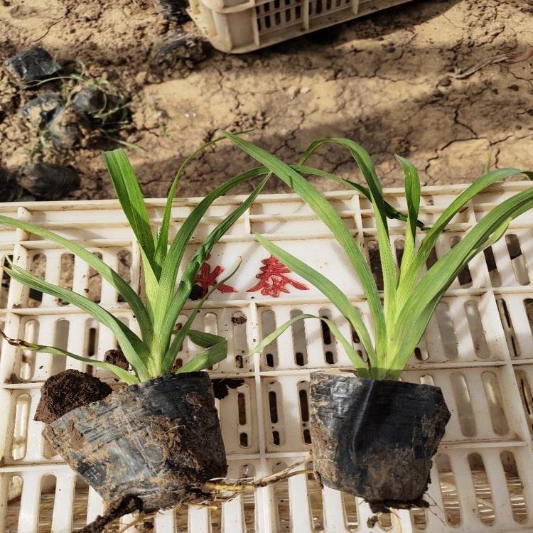 常綠<a href='http://www.wuzhouwash.com/caobenzhiwu/3404.html' target='_blank'>萱草</a>容器苗小苗盆栽苗