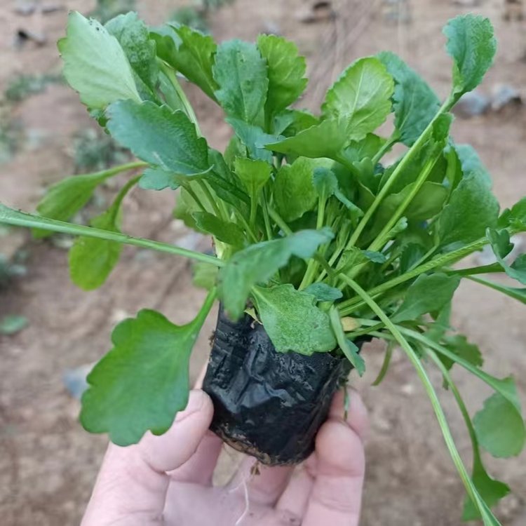 <a href='http://www.wuzhouwash.com/caohuazhongzi/1034.html' target='_blank'>大濱菊</a>容器苗盆栽苗