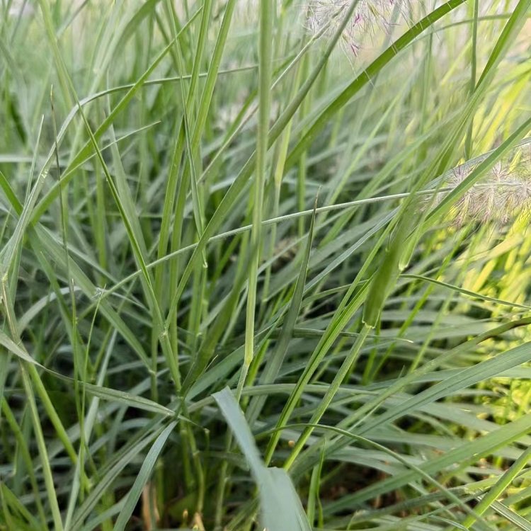 大布尼<a href='http://www.wuzhouwash.com/mucaozhongzi/1687.html' target='_blank'>狼尾草</a>容器苗盆栽苗
