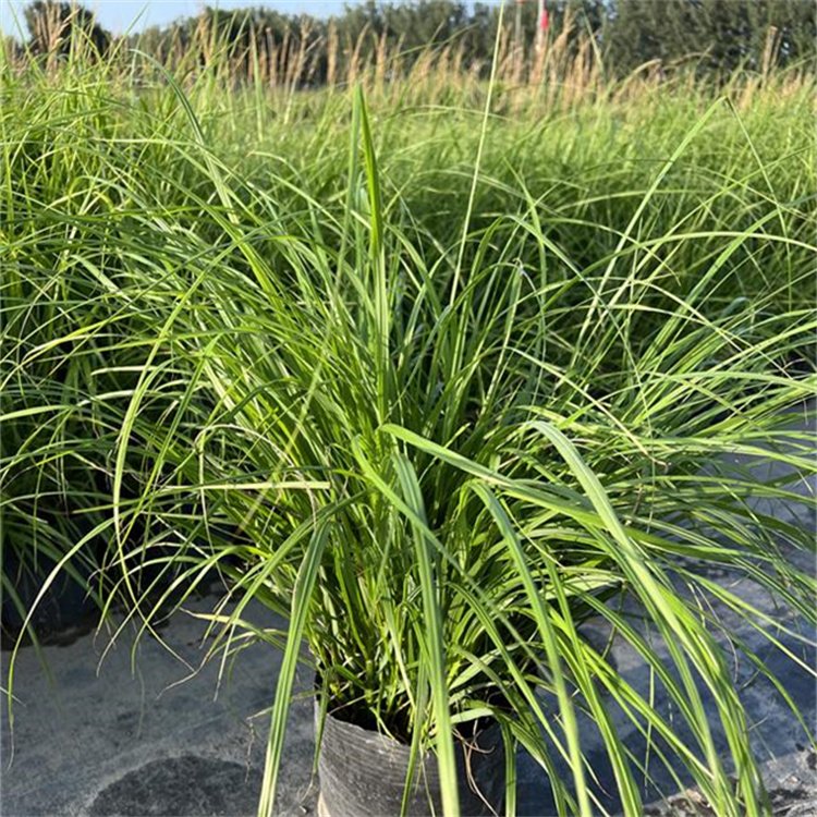 大布尼<a href='http://www.wuzhouwash.com/mucaozhongzi/1687.html' target='_blank'>狼尾草</a>容器苗盆栽苗