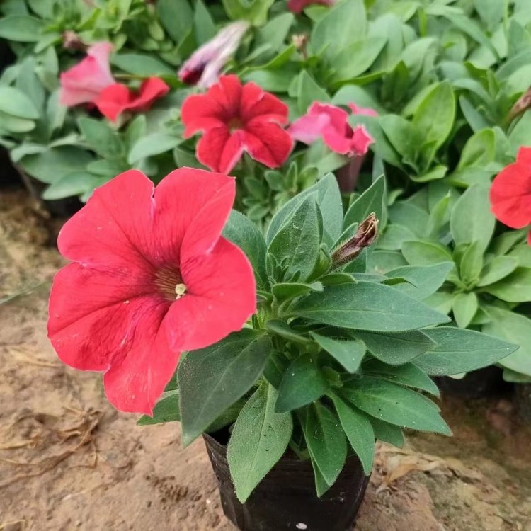 大紅色<a href='http://www.wuzhouwash.com/caohuazhongzi/1613.html' target='_blank'>牽?；?/a>容器苗