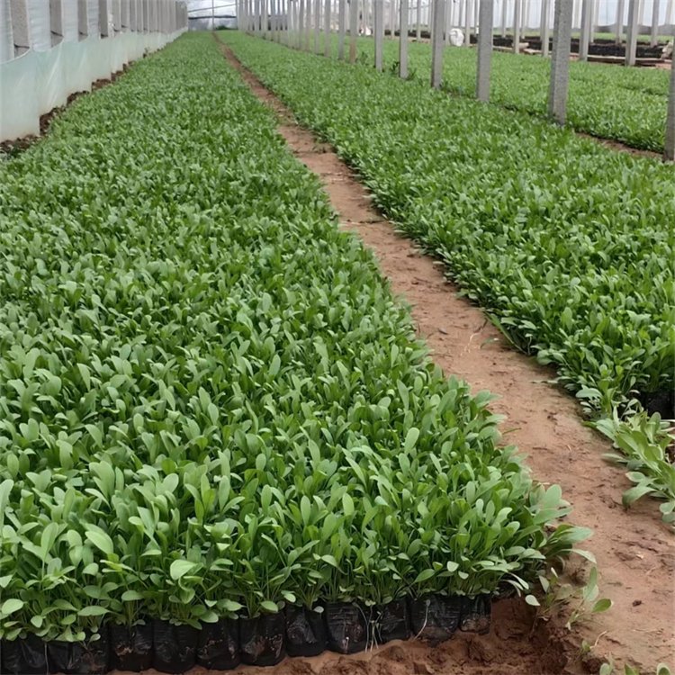 大花金雞菊容器苗盆栽小苗