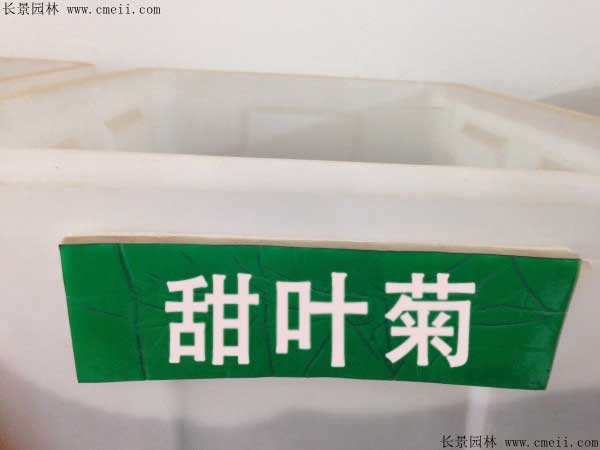 甜葉菊<a href='http://www.wuzhouwash.com/' target='_blank'>種子</a>圖片