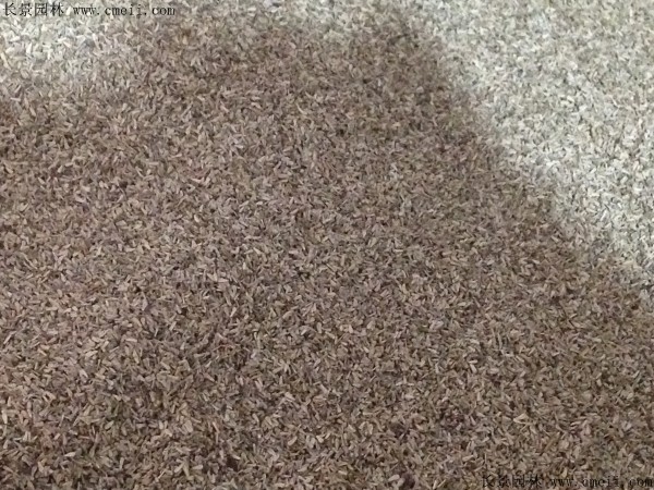 甜葉菊<a href='http://www.wuzhouwash.com/' target='_blank'>種子</a>圖片