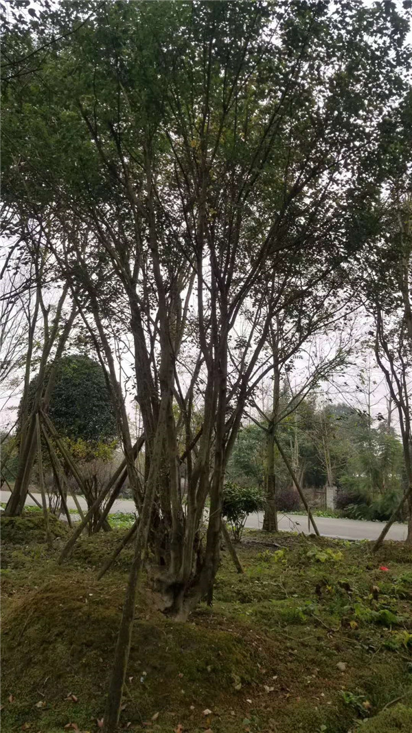 叢生<a href='http://www.wuzhouwash.com/linmuzhongzi/1781.html' target='_blank'>五角楓</a>基地實拍圖