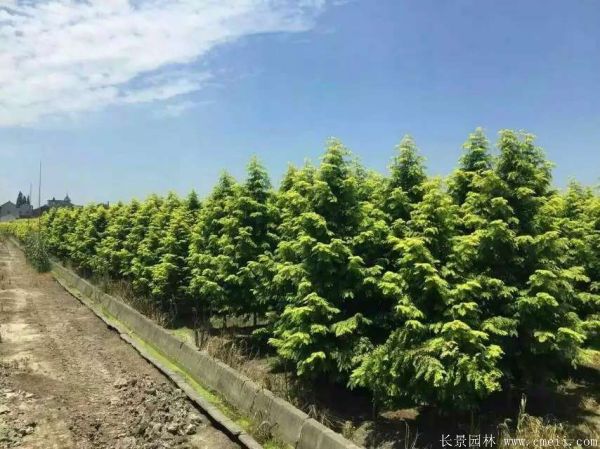 金葉<a href='http://www.wuzhouwash.com/linmuzhongzi/1720.html' target='_blank'>水杉</a>圖片基地實拍