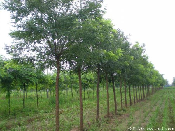 <a href='http://www.wuzhouwash.com/linmuzhongzi/1841.html' target='_blank'>國槐</a>圖片<a href='http://www.wuzhouwash.com/linmuzhongzi/1841.html' target='_blank'>國槐</a>基地實拍