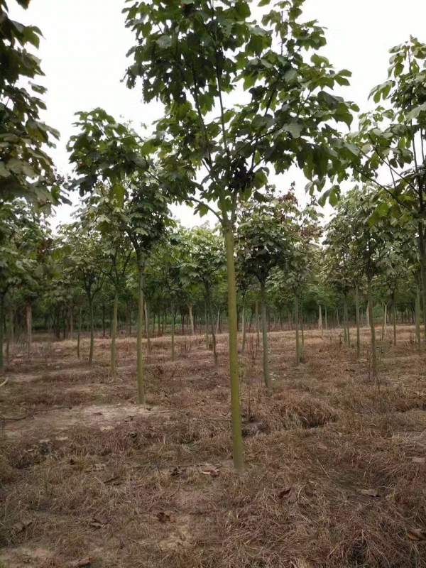 <a href='http://www.wuzhouwash.com/linmuzhongzi/1749.html' target='_blank'>青桐</a>樹圖片<a href='http://www.wuzhouwash.com/linmuzhongzi/1749.html' target='_blank'>青桐</a>樹基地實拍