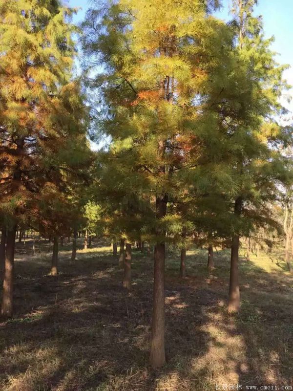 <a href='http://www.wuzhouwash.com/linmuzhongzi/1823.html' target='_blank'>池杉</a>圖片<a href='http://www.wuzhouwash.com/linmuzhongzi/1823.html' target='_blank'>池杉</a>基地實拍