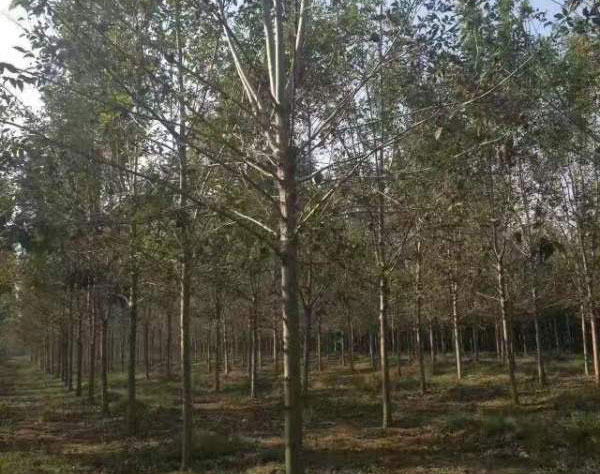 白臘樹圖片<a href='http://www.wuzhouwash.com/linmuzhongzi/1712.html' target='_blank'>白蠟</a>基地實拍