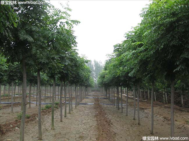 江蘇沭陽<a href='http://www.wuzhouwash.com/linmuzhongzi/1745.html' target='_blank'>黃山欒樹</a>種植基地