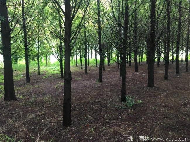 <a href='http://www.wuzhouwash.com/xingdaoshu/3590.html' target='_blank'>水杉樹</a>