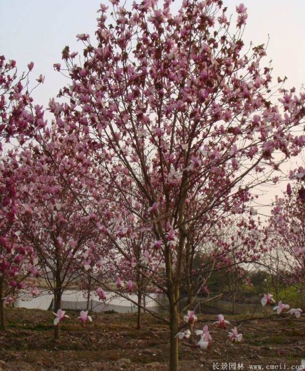 <a href='http://www.wuzhouwash.com/xingdaoshu/3378.html' target='_blank'>紅玉蘭</a>圖片<a href='http://www.wuzhouwash.com/xingdaoshu/3378.html' target='_blank'>紅玉蘭</a>基地實拍