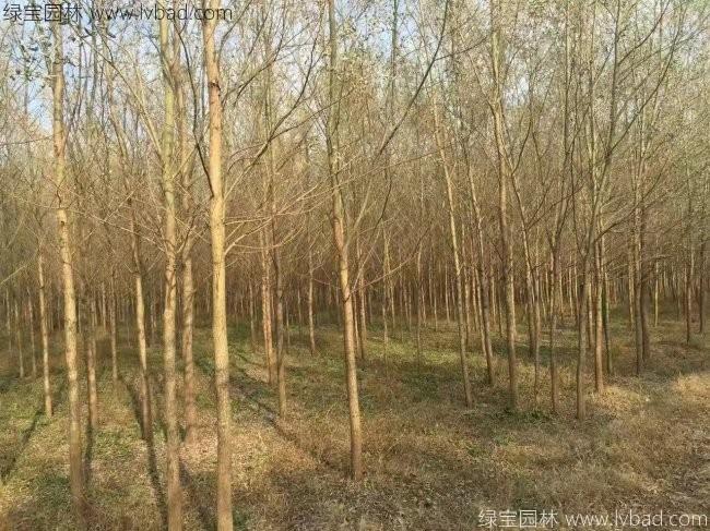 <a href='http://www.wuzhouwash.com/xingdaoshu/3366.html' target='_blank'>柳樹</a>圖片苗圃種植基地