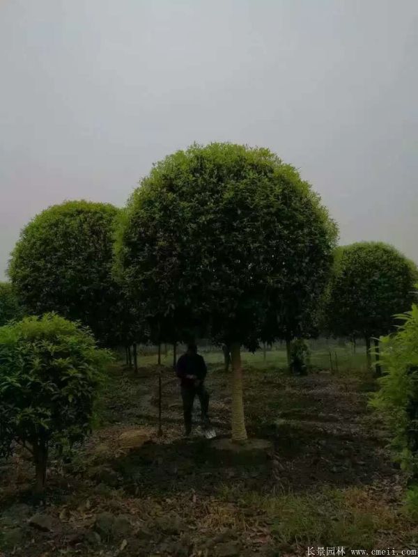 <a href='http://www.wuzhouwash.com/xingdaoshu/3363.html' target='_blank'>桂花樹</a>圖片<a href='http://www.wuzhouwash.com/xingdaoshu/3363.html' target='_blank'>桂花樹</a>基地實拍