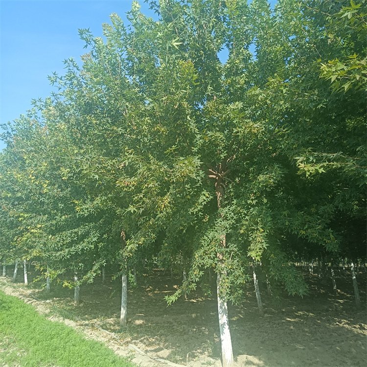 <a href='http://www.wuzhouwash.com/linmuzhongzi/1781.html' target='_blank'>五角楓</a>