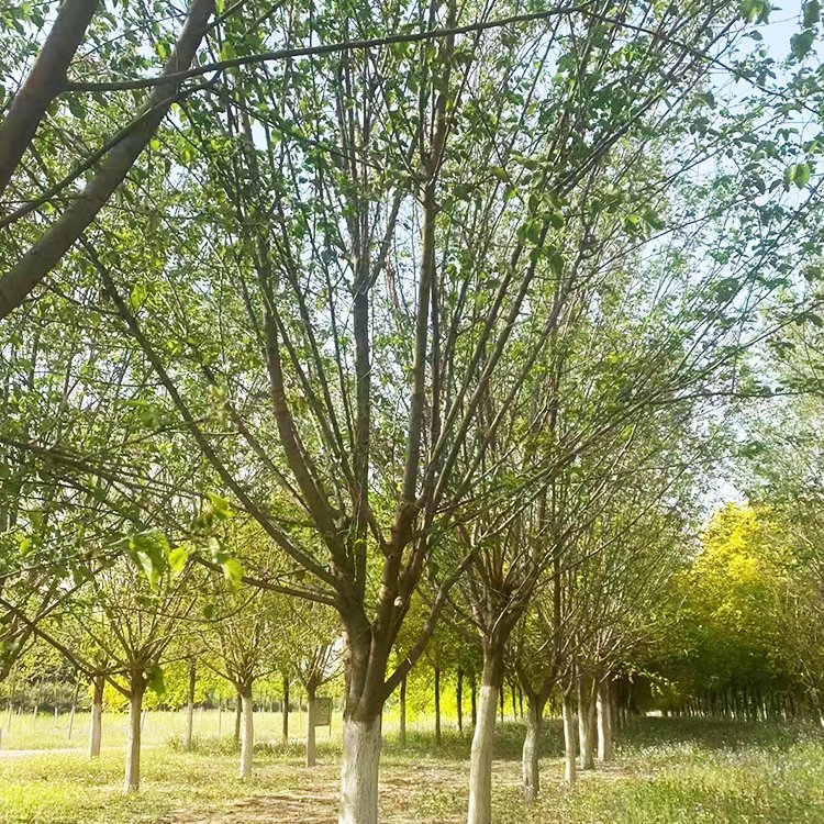<a href='http://www.wuzhouwash.com/linmuzhongzi/1769.html' target='_blank'>桑樹</a>