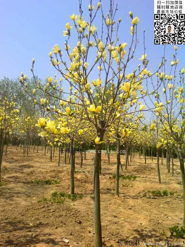 園林喬木植物<a href='http://www.wuzhouwash.com/linmuzhongzi/1697.html' target='_blank'>黃玉蘭</a>圖片