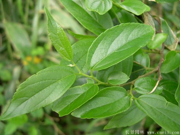 <a href='http://www.wuzhouwash.com/linmuzhongzi/1755.html' target='_blank'>樸樹</a>圖片<a href='http://www.wuzhouwash.com/linmuzhongzi/1755.html' target='_blank'>樸樹</a>基地實拍