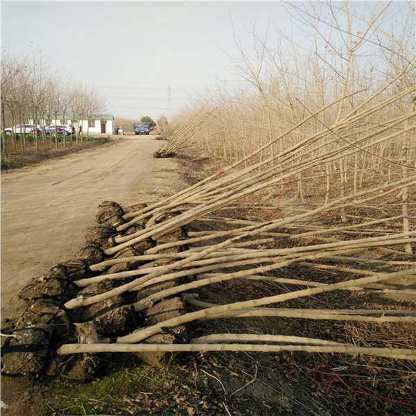 <a href='http://www.wuzhouwash.com/linmuzhongzi/1855.html' target='_blank'>元寶楓</a>基地實拍圖
