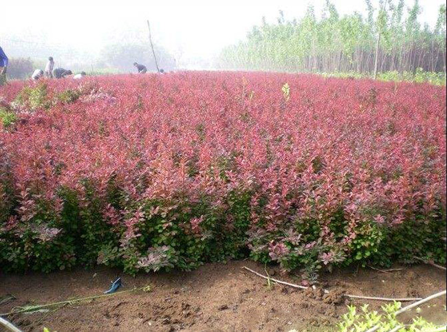 <a href='http://www.wuzhouwash.com/linmuzhongzi/1753.html' target='_blank'>紅葉小檗</a>