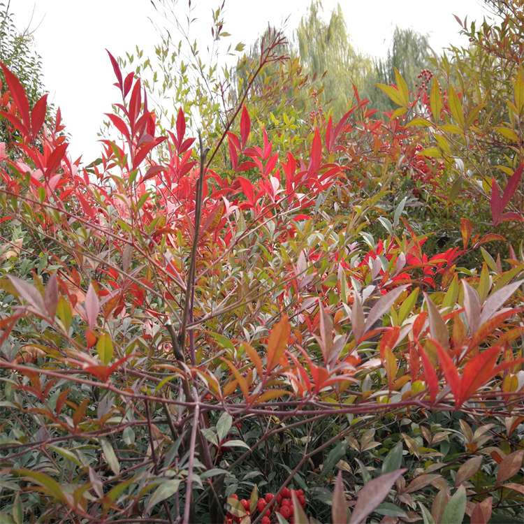 <a href='http://www.wuzhouwash.com/linmuzhongzi/1800.html' target='_blank'>紅天竹</a>