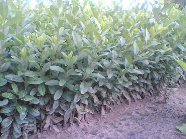 <a href='http://www.wuzhouwash.com/linmuzhongzi/1728.html' target='_blank'>水臘</a>