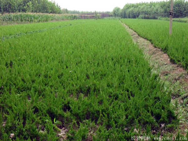 小<a href='http://www.wuzhouwash.com/songbailei/3479.html' target='_blank'>龍柏</a>圖片基地實(shí)拍