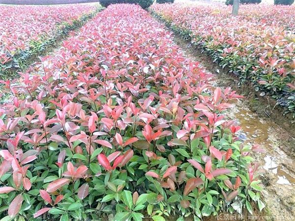 <a href='http://www.wuzhouwash.com/linmuzhongzi/1747.html' target='_blank'>紅葉石楠</a>圖片基地實(shí)拍