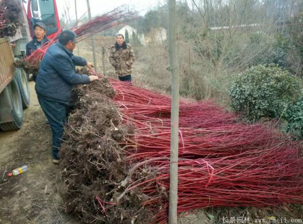 <a href='http://www.wuzhouwash.com/linmuzhongzi/1759.html' target='_blank'>紅瑞木</a>圖片基地實(shí)拍