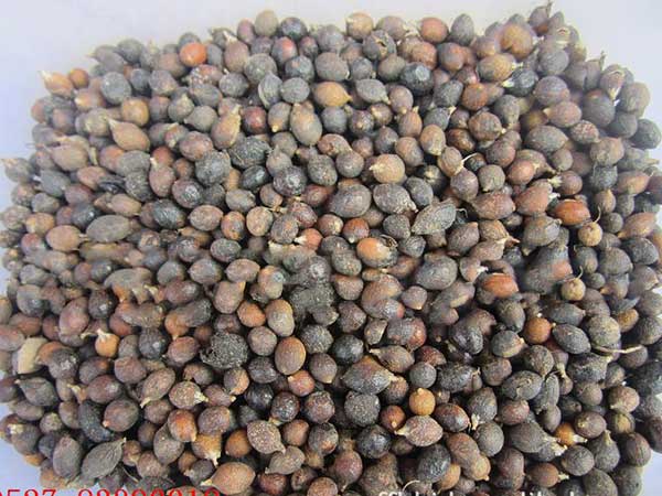 <a href='http://www.wuzhouwash.com/linmuzhongzi/2232.html' target='_blank'>老人葵種子</a>圖片