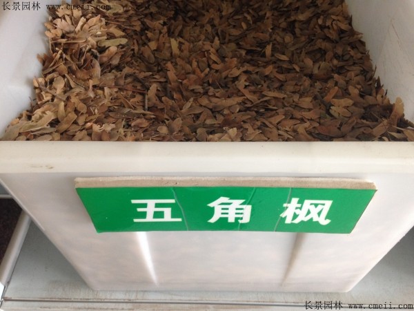 <a href='http://www.wuzhouwash.com/linmuzhongzi/1781.html' target='_blank'>五角楓種子</a>圖片