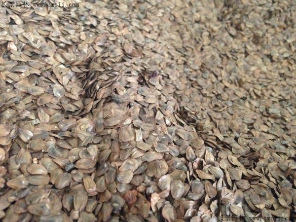 <a href='http://www.wuzhouwash.com/linmuzhongzi/2229.html' target='_blank'>柳杉種子</a>圖片